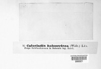 Calocladia holosericea image